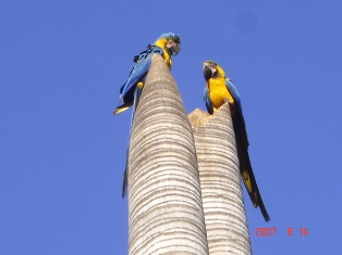 Casal de Arara Azul 